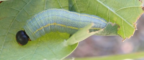 White-striped Longtail