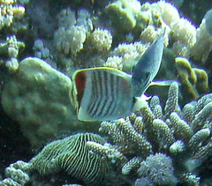 Chaetodon paucifasciatus