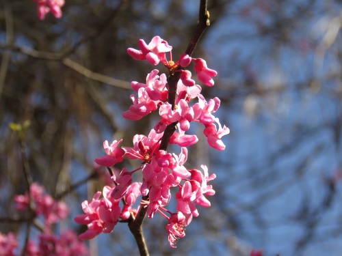 Cercis canadensis image