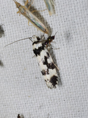 Lichenaula melanoleuca