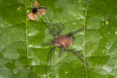Holovonones compressus