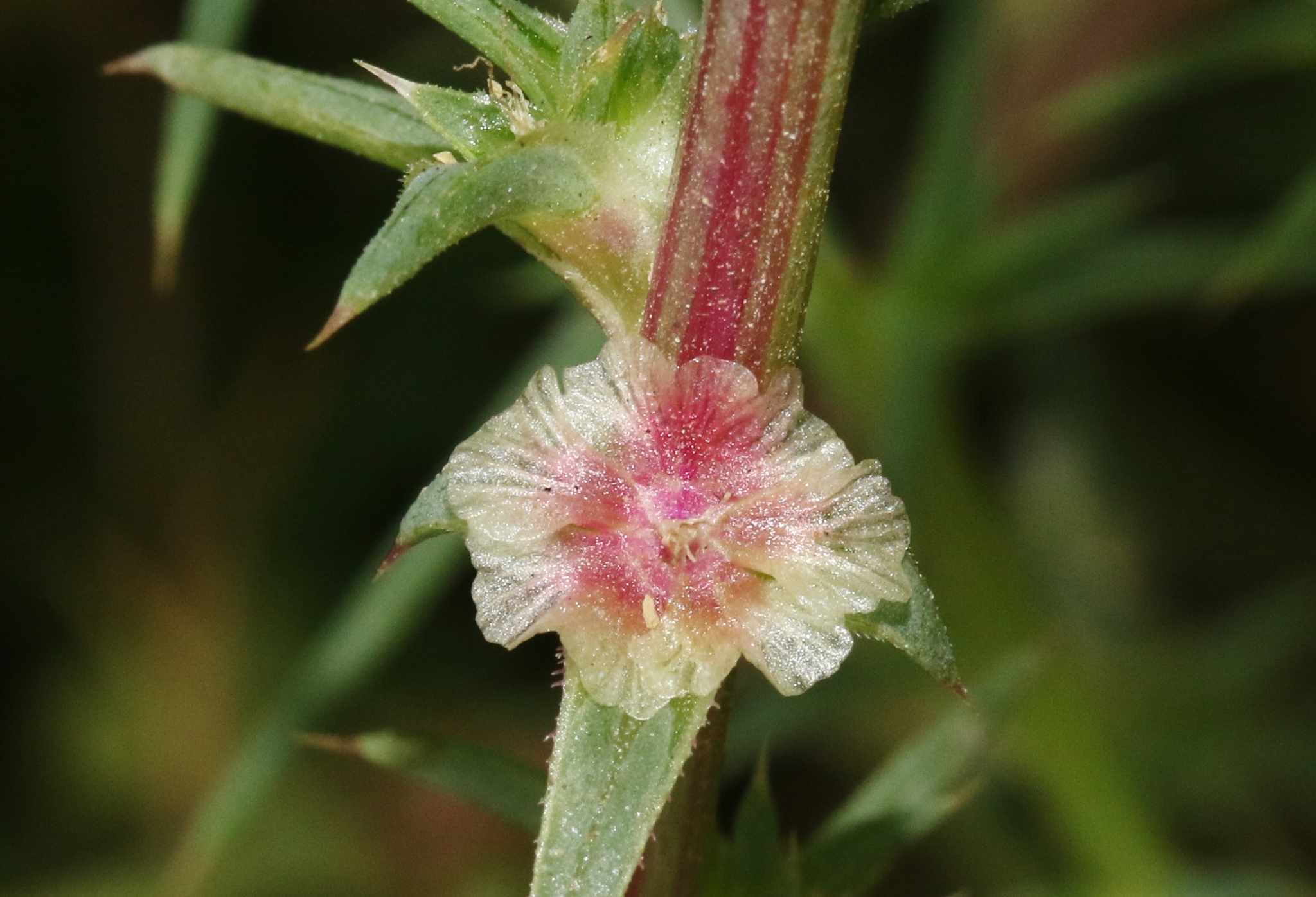 Salsola australis