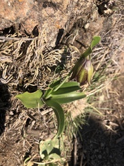 Fritillaria biflora biflora