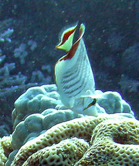 Chaetodon paucifasciatus