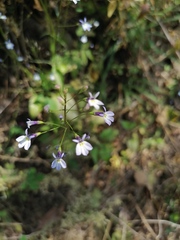 Diastatea micrantha