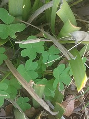 Oxalis pes-caprae