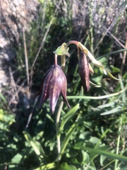 Fritillaria biflora biflora