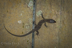 Lepidophyma flavimaculatum