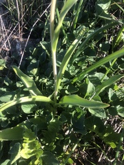 Fritillaria biflora biflora
