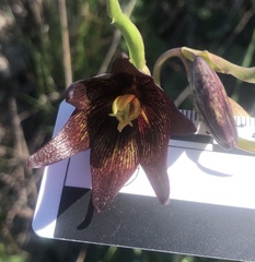 Fritillaria biflora biflora