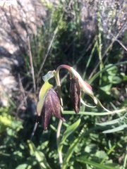 Fritillaria biflora biflora