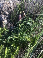 Fritillaria biflora biflora