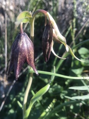 Fritillaria biflora biflora