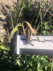 Fritillaria biflora biflora