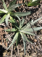 Stephanomeria cichoriacea