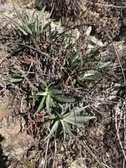 Stephanomeria cichoriacea