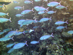 Caesio lunaris
