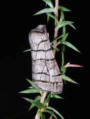 Liometopa rectilinea