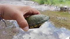 Kinosternon sonoriense