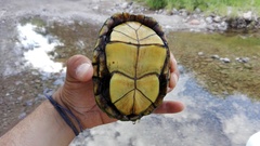 Kinosternon sonoriense