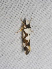 Machetis aphrobola