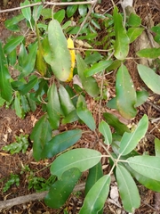 Pittosporum ralphii