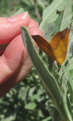 Neoterpes edwardsata