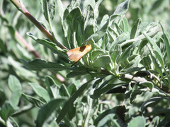 Neoterpes edwardsata