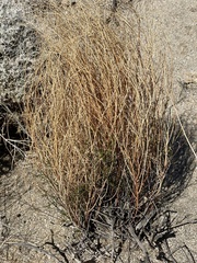 Stillingia linearifolia