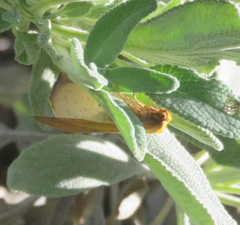 Neoterpes edwardsata