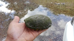 Kinosternon sonoriense