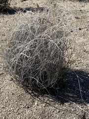 Stillingia linearifolia