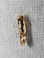 Machetis versatrix