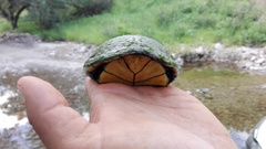 Kinosternon sonoriense