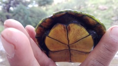 Kinosternon sonoriense