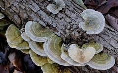 Trametes betulina