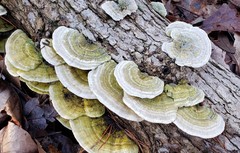 Trametes betulina