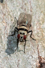 Anthomyia vicarians