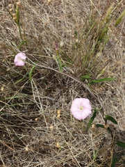 Convolvulus erubescens