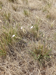 Convolvulus erubescens