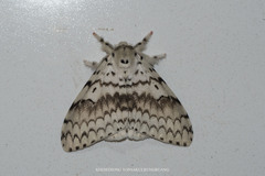 Lymantria brotea