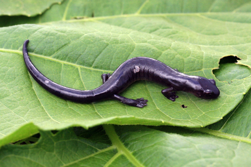 Oaxacan Mushroomtongue Salamander