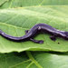 Oaxacan Mushroomtongue Salamander - Photo (c) 2014 Sean Michael Rovito, some rights reserved (CC BY-NC-SA)