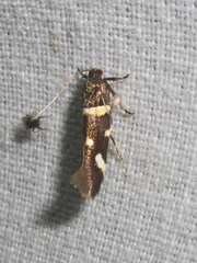 Macrobathra alternatella