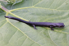 Oaxacan Mushroomtongue Salamander photo 3
