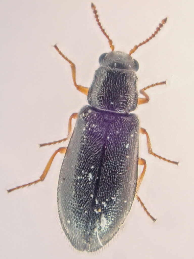 Eschatocrepis