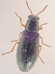 Eschatocrepis constrictus