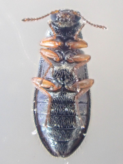 Eschatocrepis constrictus