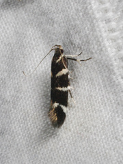 Macrobathra anacampta