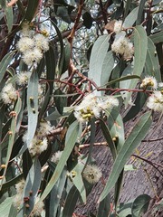 Eucalyptus goniocalyx goniocalyx
